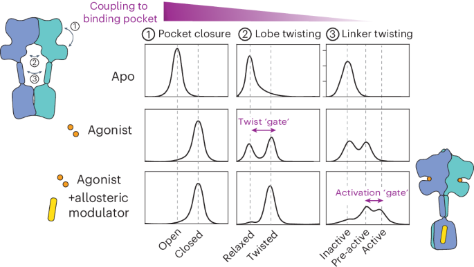 Domain coupling in activation of a family C GPCR
