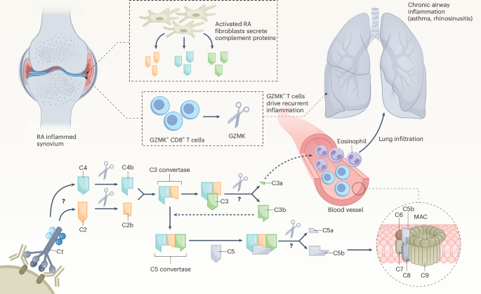 ‘Complement-ing’ tissue inflammation via granzyme K?