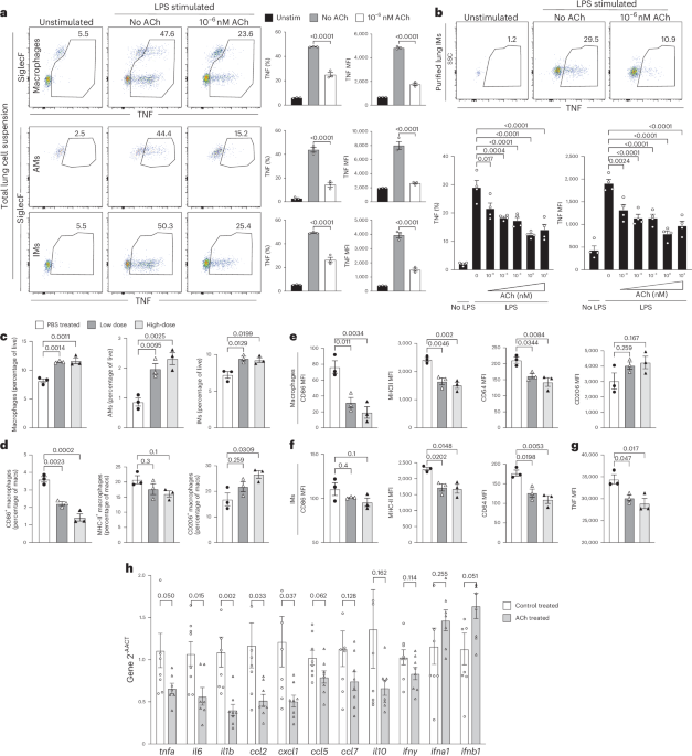 B cells modulate lung antiviral inflammatory responses via the neurotransmitter acetylcholine