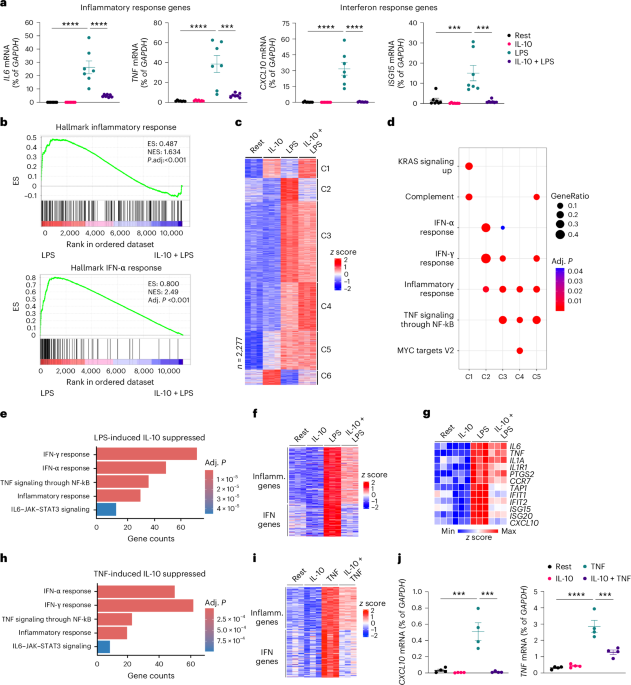 IL-10 targets IRF transcription factors to suppress IFN and inflammatory response genes by epigenetic mechanisms