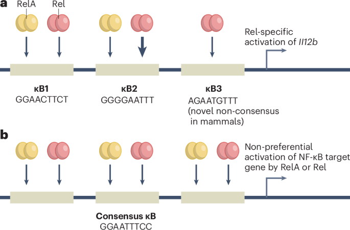 Evolving Rel | Nature Immunology