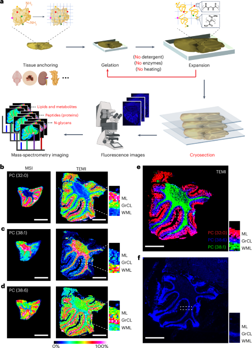TEMI: tissue-expansion mass-spectrometry imaging | Nature Methods
