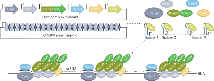 CRISPR–Csm guided RNA imaging | Nature Methods