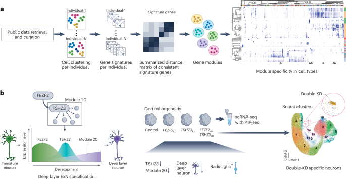 Gene programs driving cortical neuron specifications