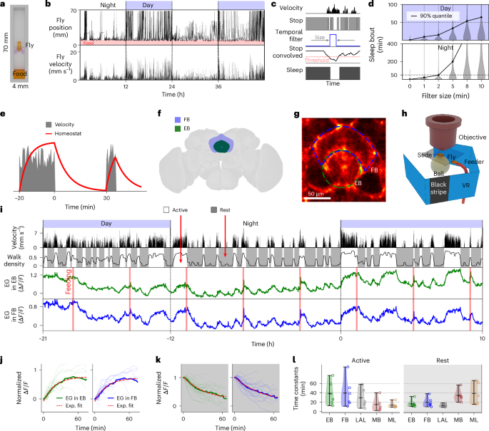 Dynamics of glia and neurons regulate homeostatic rest, sleep and feeding behavior in Drosophila