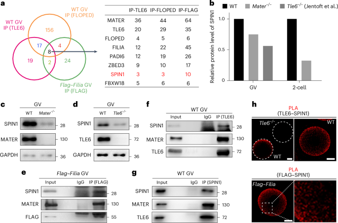 The subcortical maternal complex safeguards mouse oocyte-to-embryo transition by preventing nuclear entry of SPIN1