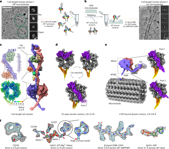 The mechanochemical cycle of reactive full-length human dynein 1
