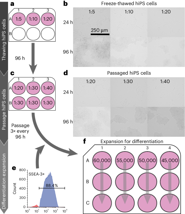 Human induced pluripotent stem cell-derived cardiomyocytes and their use in a cardiac organ-on-a-chip to assay electrophysiology, calcium and contractility