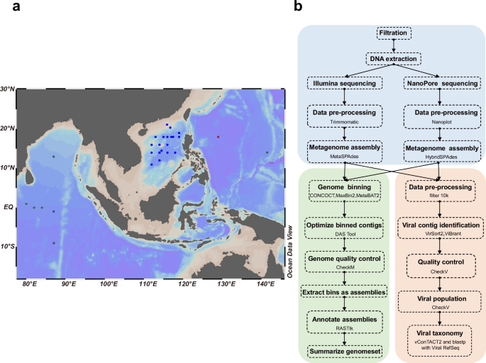 Genomes of Prochlorococcus, Synechococcus, bacteria, and viruses recovered from marine picocyanobacteria cultures based on Illumina and Qitan nanopore sequencing