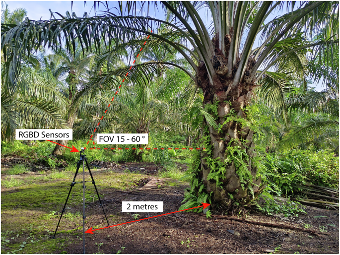 Outdoor RGB and Point Cloud Depth Dataset for Palm Oil Fresh Fruit Bunch Ripeness Classification and Localization