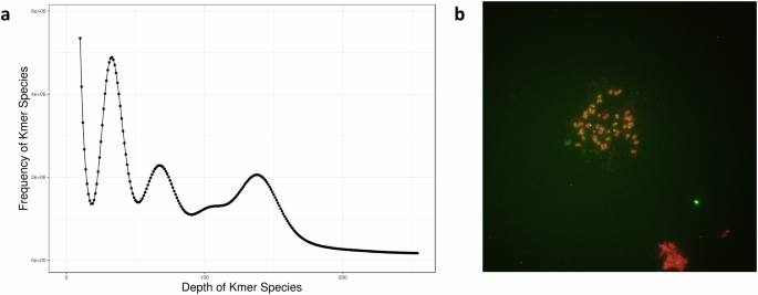 Chromosome-level genome and annotation of the tetraploid Rhodiola kirilowii