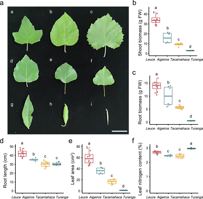 An integrated transcriptome, metabolome, and microbiome dataset of Populus under nutrient-poor conditions
