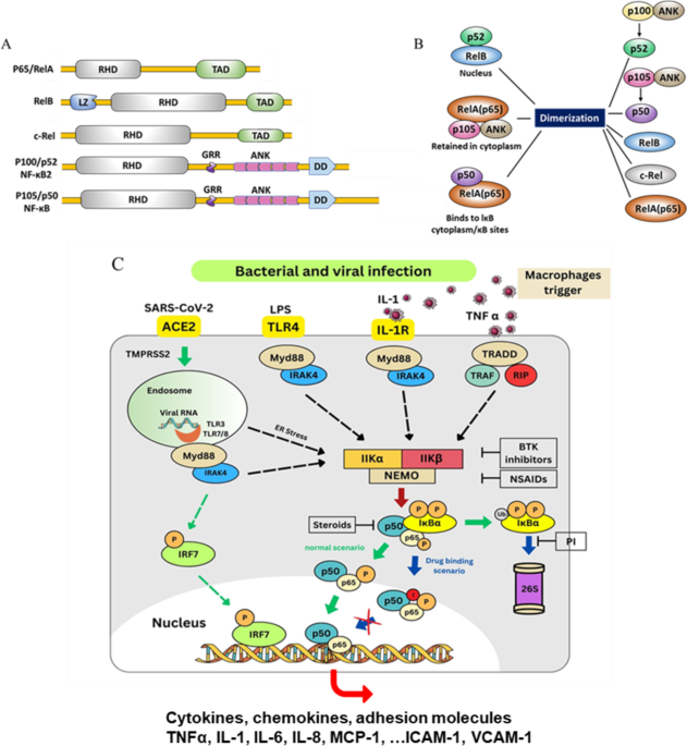 Molecular dynamics simulation and docking studies reveals inhibition of NF-kB signaling as a promising therapeutic drug target for reduction in cytokines storms
