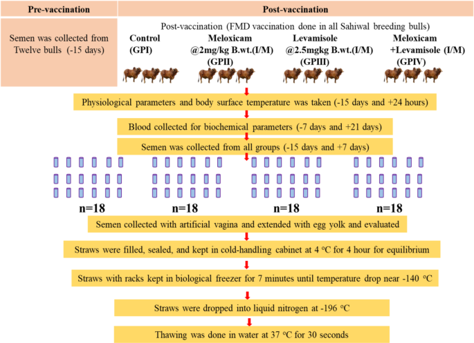 Meloxicam and levamisole administration ameliorates FMD vaccination stress on frozen semen attributes in Sahiwal bulls