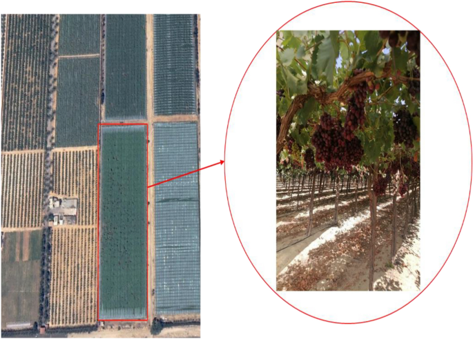 Incorporation of visible/near-infrared spectroscopy and machine learning models for indirect assessment of grape ripening indicators