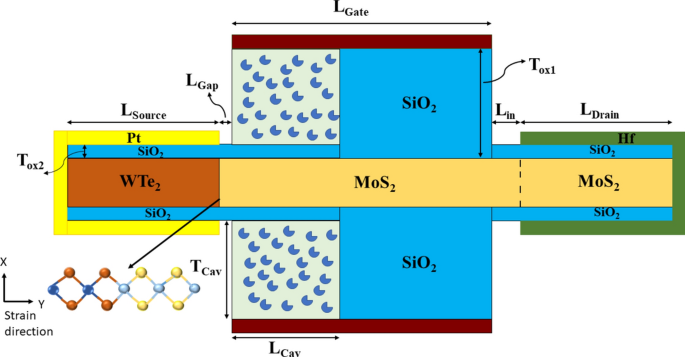 Design and investigation of charge plasma-based TMD heterojunction TFET biosensor for ultrasensitive detection