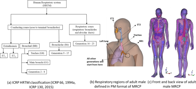 Improved aerosol deposition predictions in human upper respiratory tract using coupled mesh phantom-based computational model