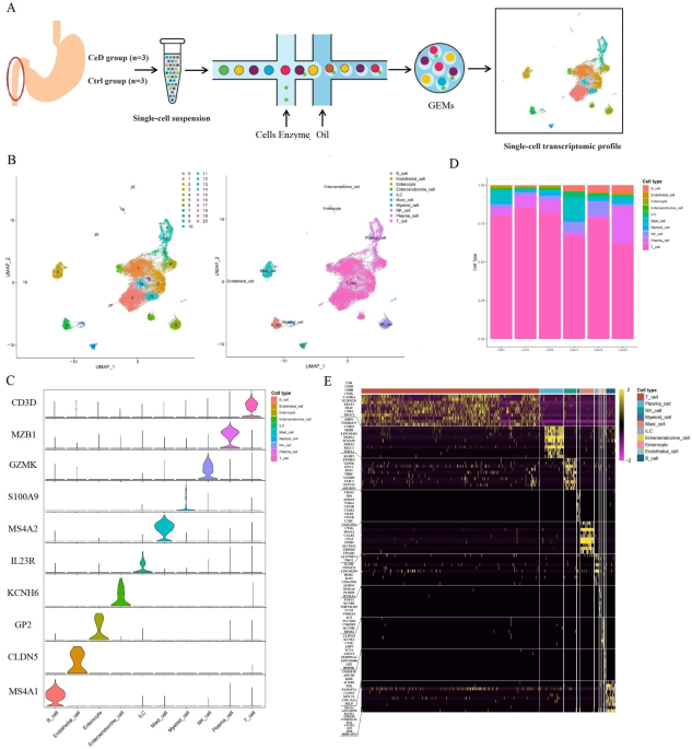 Single cell transcriptome sequencing indicates the cellular heterogeneity of small intestine tissue in celiac disease