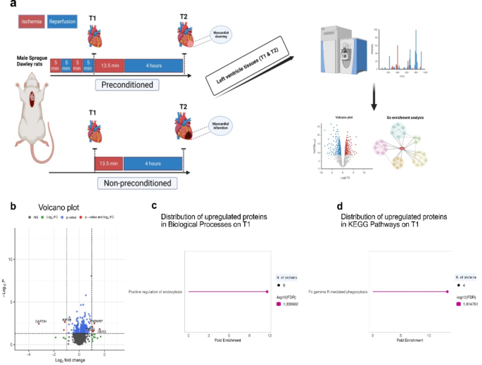 Comparison of the proteomic landscape in experimental ischemia reperfusion with versus without ischemic preconditioning