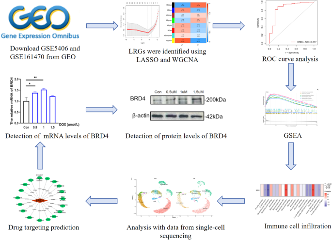 BRD4 as the key lactylation related gene in heart failure identified through bioinformatics analysis