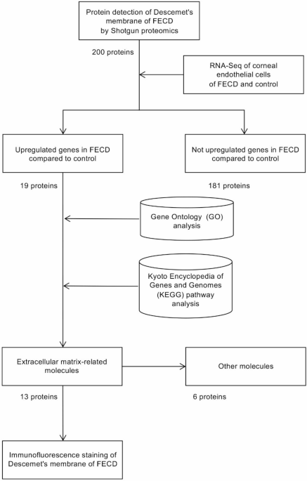 Comprehensive identification of dysregulated extracellular matrix molecules in the corneal endothelium of patients with Fuchs endothelial corneal dystrophy