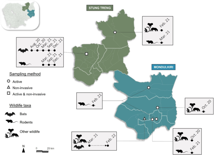 Study of coronavirus diversity in wildlife in Northern Cambodia suggests continuous circulation of SARS-CoV-2-related viruses in bats