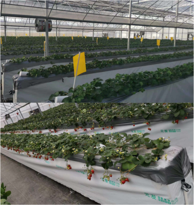 Estimating strawberry weight for grading by picking robot with point cloud completion and multimodal fusion network