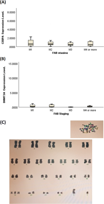 A significant correlation exists between CREBBP and CEBPA gene expression in de Novo adult acute myeloid leukemia
