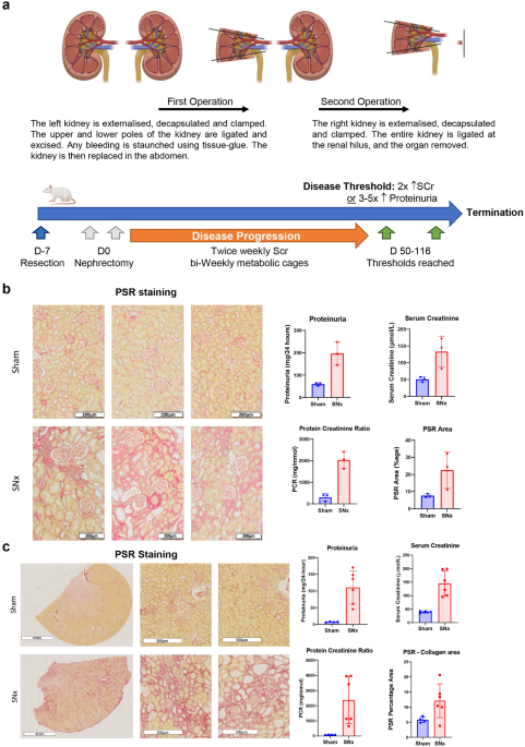 Identification of mechanistic CKD biomarkers in a rat SNx kidney fibrosis model by transcriptomics and proteomics detectable in biofluids