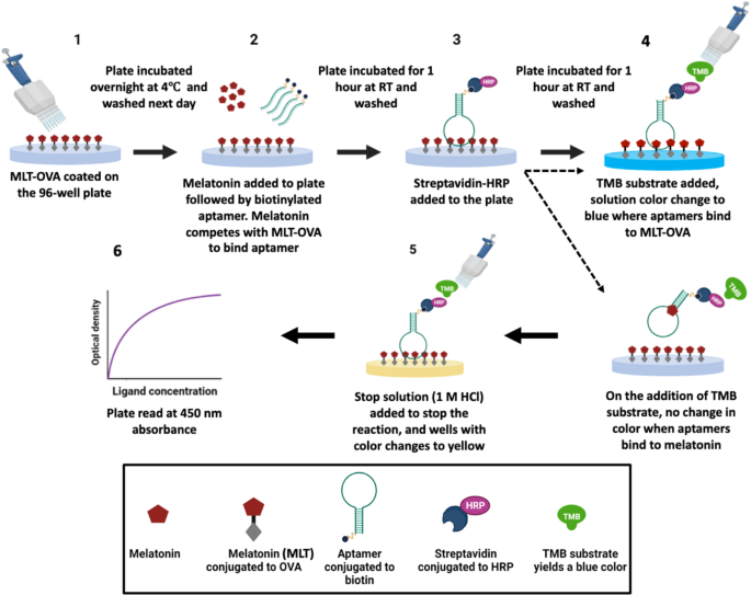 Competitive enzyme linked aptamer based assay for salivary melatonin detection