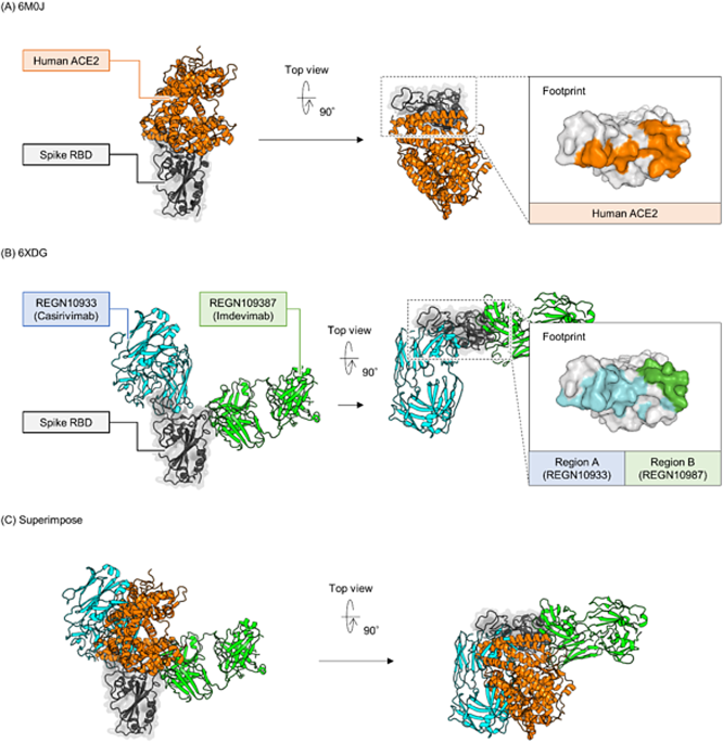 A high-throughput, fully automated competition assay to evaluate SARS-CoV-2 neutralizing responses and epitope specificity in clinical samples