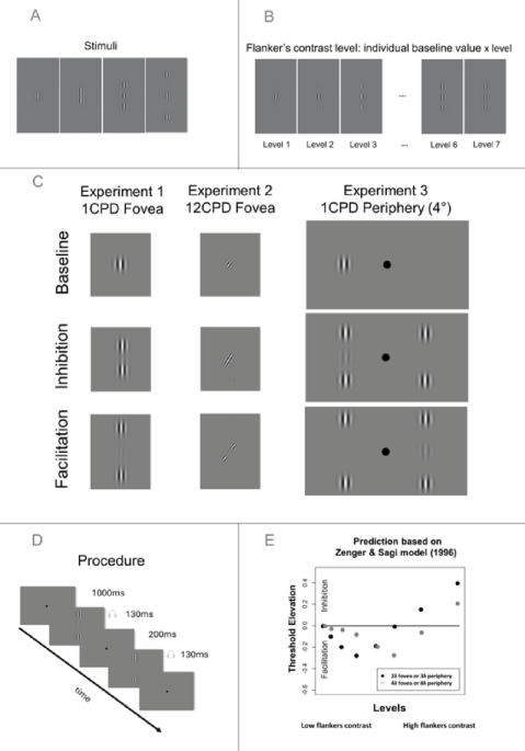 Characterization of contrast-mediated collinear interactions in the human visual system