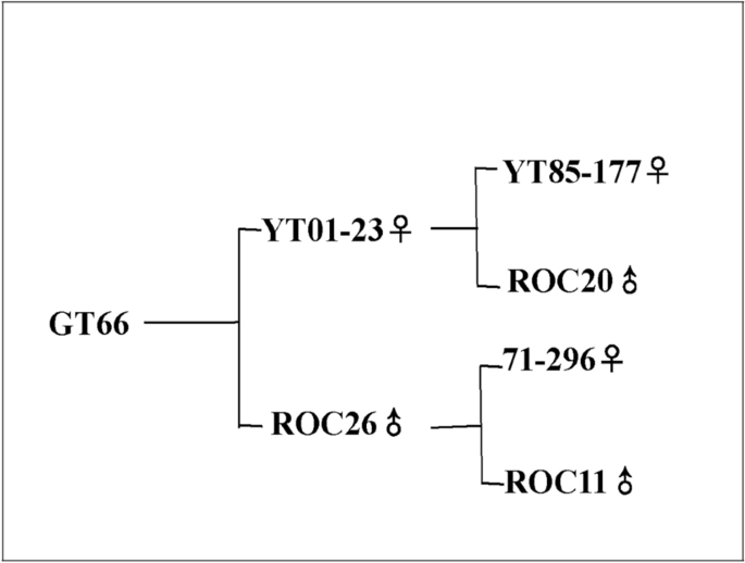 Breeding and regional production capacity performance of new sugarcane cultivar GT 66