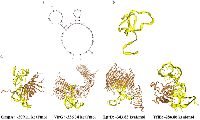 DNAzyme-based colorimetric biosensor for rapid detection of Shigella flexneri