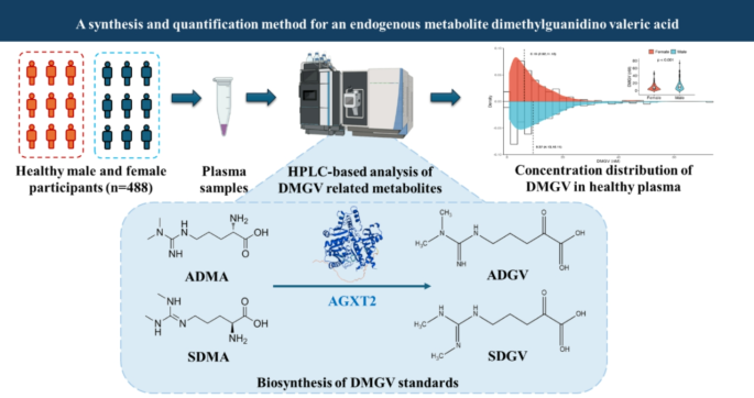 A synthesis and quantification method for endogenous metabolites dimethylguanidino valeric acid