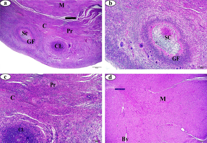 Effects of follicular and luteal cysts on reproductive organs, interstitial glands, and mast cell distribution in buffalo ovaries