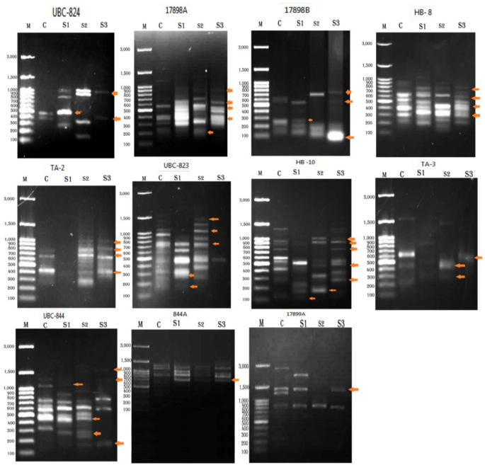 Effect of short time exposure to magnetic on biology and DNA mutagenicity of the black cutworm Agrotisipsilon (Lepidoptera: Noctuidae)