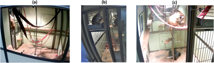The MacqD deep-learning-based model for automatic detection of socially housed laboratory macaques
