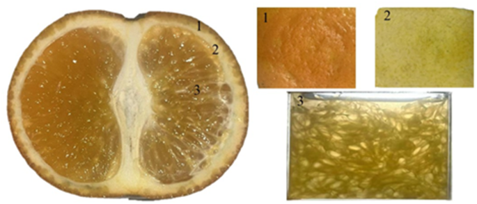 Relationship between optical properties and internal quality of Orah Mandarins during storage