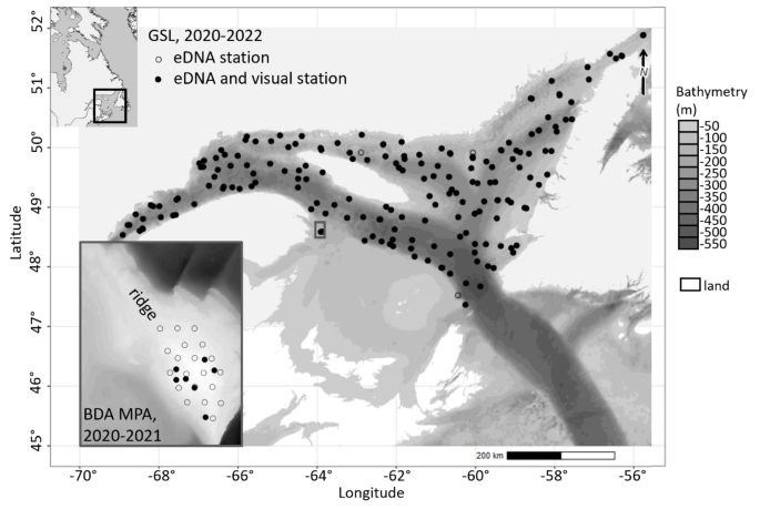 Improving an endangered marine species distribution using reliable and localized environmental DNA detections combined with trawl captures