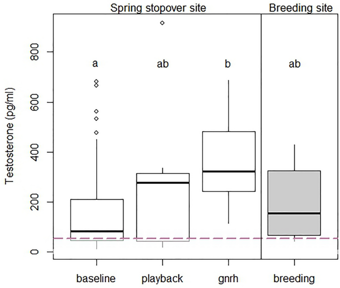 Testosterone dynamics of migratory birds during stopover