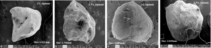 Encapsulation of L. fermentum with chitosan-alginate enhances its bioactivity against acrylamide toxicity in D.mel
