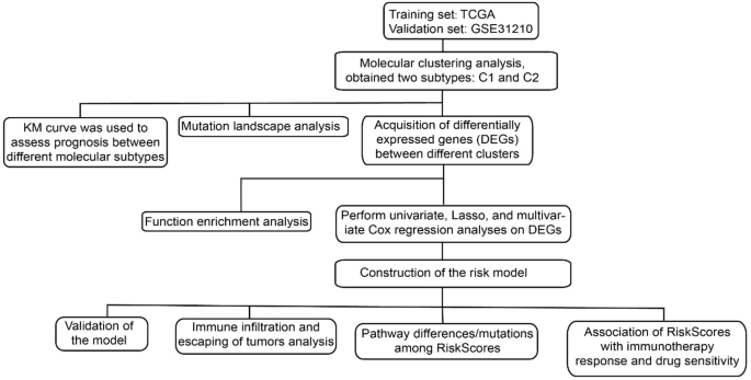 Development of a reliable risk prognostic model for lung adenocarcinoma based on the genes related to endotheliocyte senescence