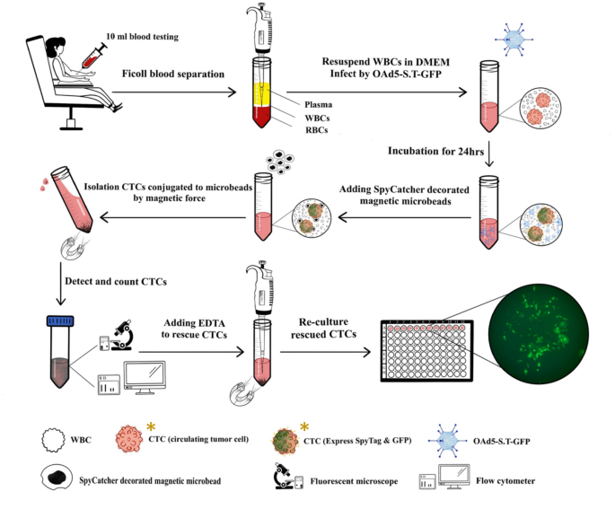 Detection and isolation of viable cancer cells mediated by spytag and spycatcher using conditionally replicative adenovirus and magnetic microbeads