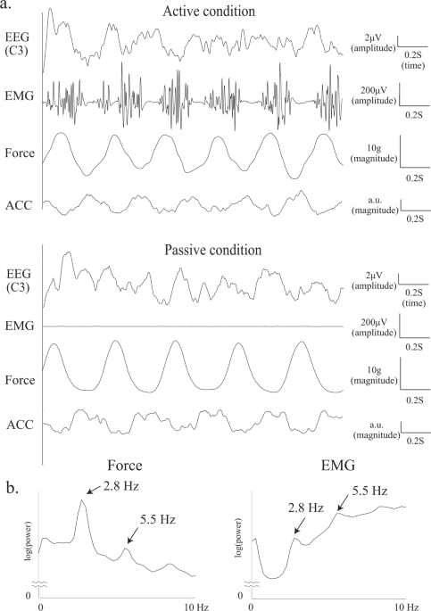 Cortico force coherence of the finger and toe with slight rhythmic pressure on force sensors using electroencephalography
