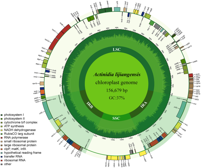 Comparative chloroplast genomics provides insights into the phylogenetic relationships and evolutionary history for Actinidia species