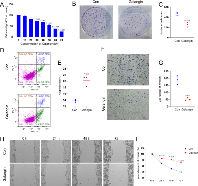 Galangin exosomes induce cell apoptosis through miR-10b/P53 axis in gastric cancer