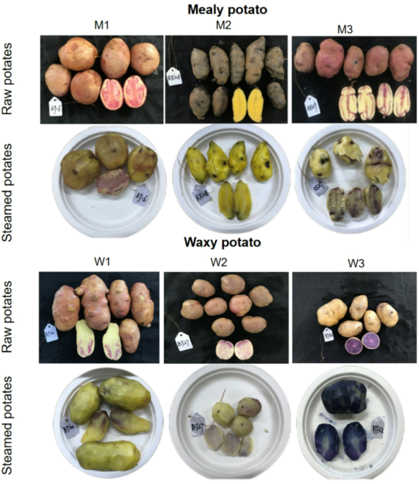A study focusing on the distinct fine structure of starch in mealy and waxy potatoes