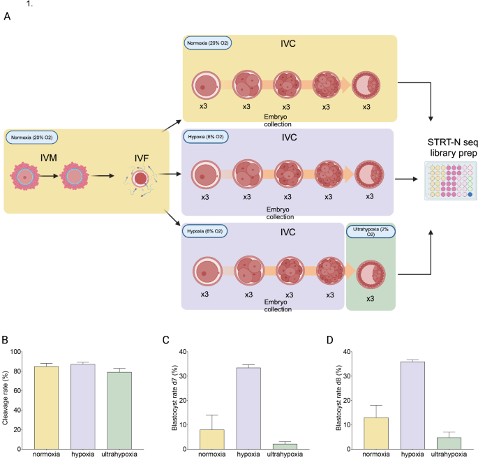 Oxygen level alters energy metabolism in bovine preimplantation embryos
