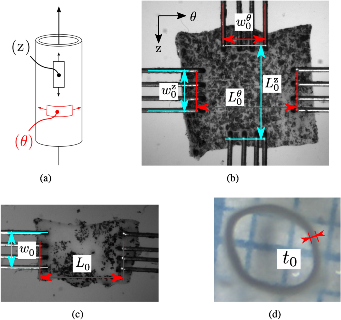 Characterization of mechanical damage and viscoelasticity on aortas from guinea pigs subjected to hypoxia